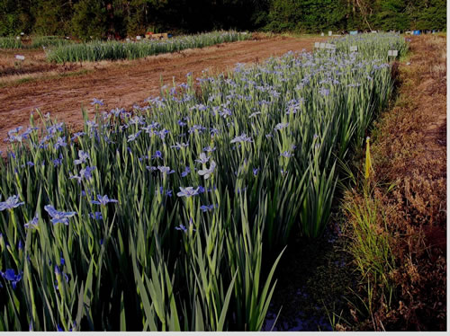 Louisiana Iris - Shades of Light Blue
